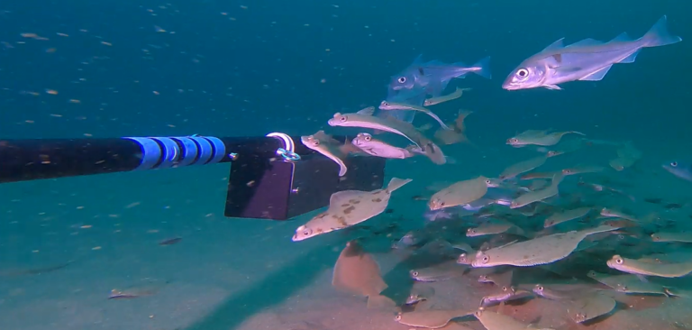 Haddock and flatfish around Baited Remote Underwater Video system