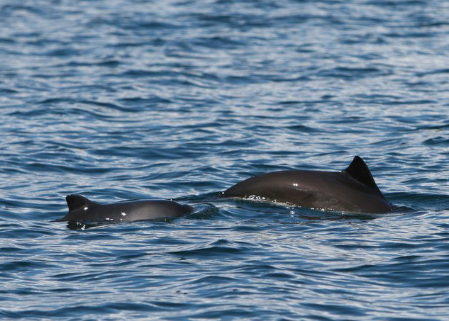 2 Porpoises